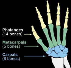 Repeat this repositioning by again releasing the metacarpal phalangeals and distal phalangeals.