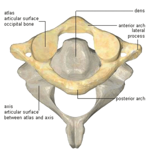 Figure 2. Rotation of Atlas on Axis…one of the most commonly fixated joints and easy to treat